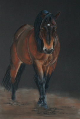 Pferdezeichnung Pastell / Horse drawing in pastel