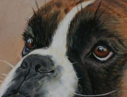 Boxerportrait Pastell Details
