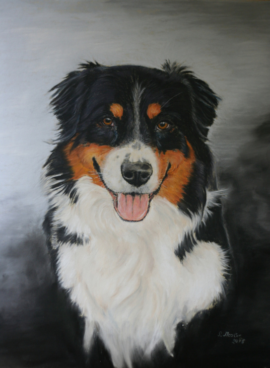 Hundezeichnung, gemaltes Hundeportrait Australian Shepherd