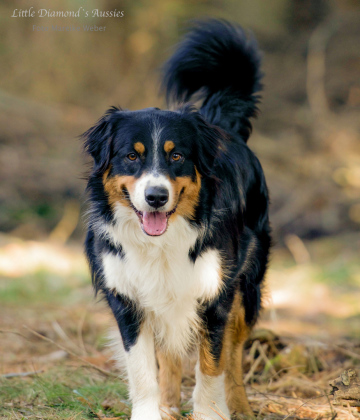 Referenzfoto für Hundezeichnung, Aussieportrait