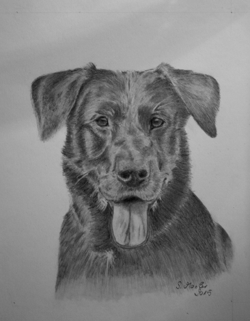 Labradorportrait in Bleistift