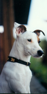 Jack Russell Terrier 1 Referenz Fam. Schenda
