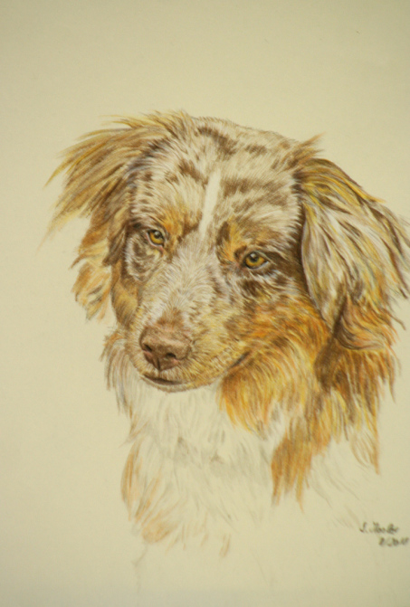 Hundezeichnung, Hundeportrait, Malerei, Künstlerfarbstift, pet portrait