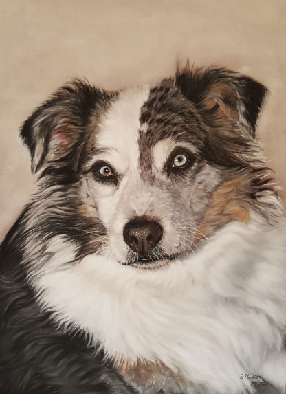 Hundezeichnung, Austrailian Shepherd Portrait in Pastell